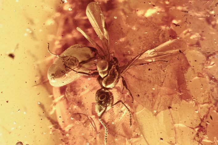 Detailed Fossil Winged Ant (Formicidae) In Baltic Amber #284629